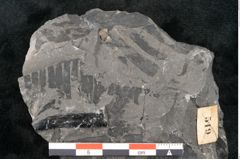 Foto (Detailansicht) von Taeniopteris vittata Brongniart (NHMW-GEO-2024-0188-10489)